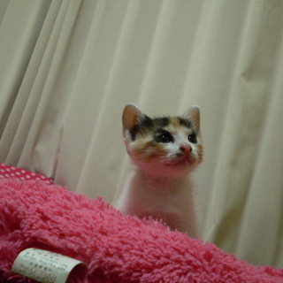 ひとなつっこい三毛ちゃんです。生後１か月です。