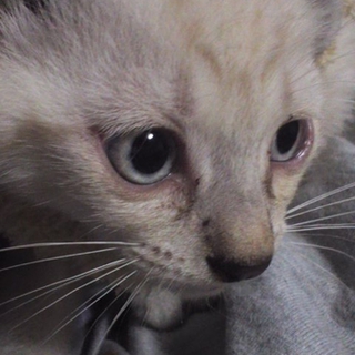 子猫の里親さん募集中です！