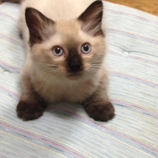 ふわふわにゃんこ♪
