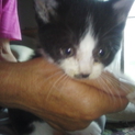 雨の中一匹で頑張りました。家族にしてください。