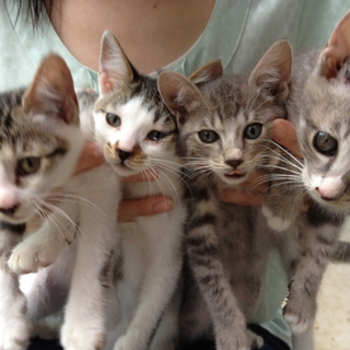 子猫4匹　里親募集