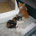 2匹の超～可愛い子猫