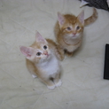 生後2カ月、こねこ、里親募集！！れっど