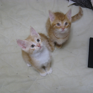 生後2カ月、こねこ、里親募集！！かめお