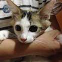 いつ引き取る？ 今でしょ！