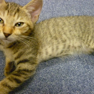  親子猫（３匹）の里親さん募集中です 仔猫
