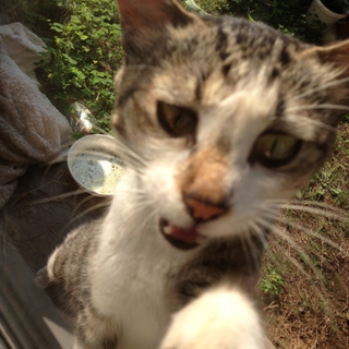 里親募集してます