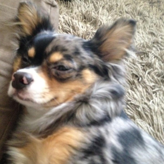 従順で甘えん坊の男の子です！