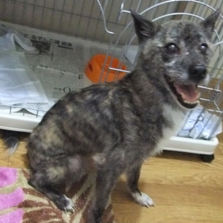 可愛い中型犬2匹