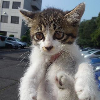 優しい顔の白キジちゃん