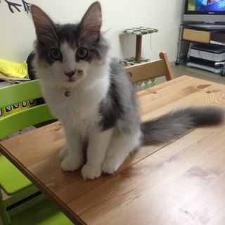 北欧の代表的な猫です。