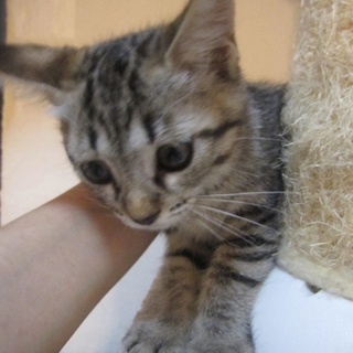 ２ヶ月　きじとら　もよこちゃん