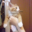 毛長と短毛の茶トラ仔猫の里親さん募集