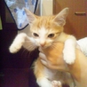 毛長と短毛の茶トラ仔猫の里親さん募集 サムネイル4