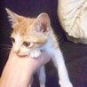毛長と短毛の茶トラ仔猫の里親さん募集 サムネイル2