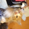 毛長と短毛の茶トラ仔猫の里親さん募集 サムネイル5