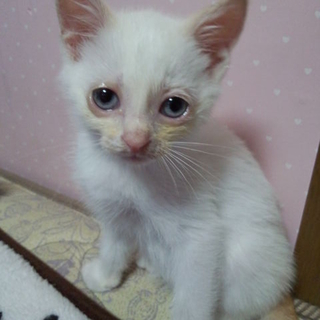 しろで青い目茶色い耳のねこちゃんです