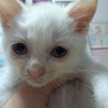 しろで青い目茶色い耳のねこちゃんです サムネイル2