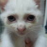しろで青い目茶色い耳のねこちゃんです サムネイル3