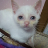 しろで青い目茶色い耳のねこちゃんです サムネイル5