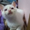 しろで青い目茶色い耳のねこちゃんです サムネイル4
