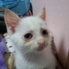 しろで青い目茶色い耳のねこちゃんです サムネイル6