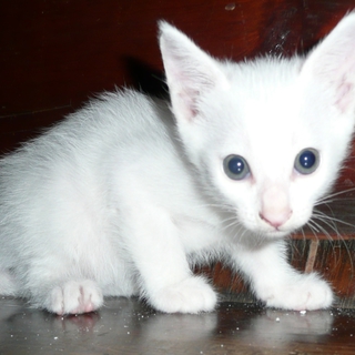 子猫