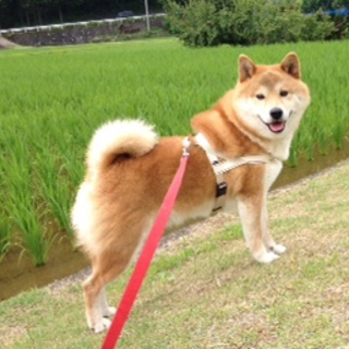 穏やかな柴犬♂