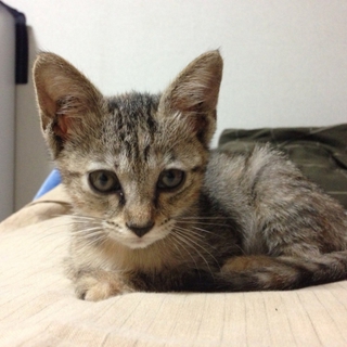 kittyちゃんをもらってください！