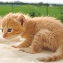 赤ちゃん猫の里親募集