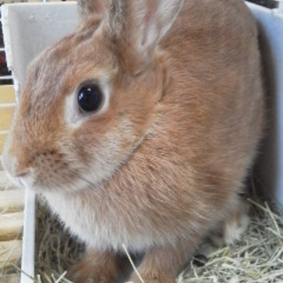 終生飼育をお願いします！