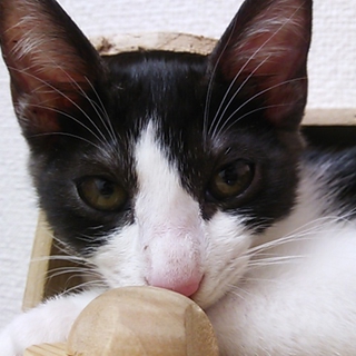 可愛がってくれる方、お願いします。