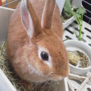 終生飼育をお願いします！