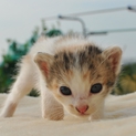 赤ちゃん猫の里親募集