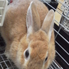 終生飼育をお願いします！ サムネイル5