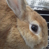 終生飼育をお願いします！ サムネイル4