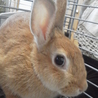 終生飼育をお願いします！ サムネイル2