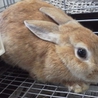 終生飼育をお願いします！ サムネイル3