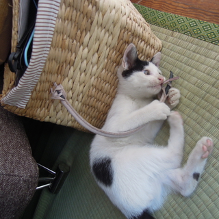 子猫の里親を募集しています！