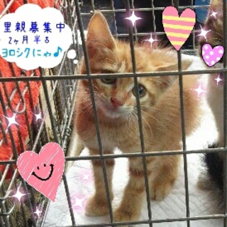 茶とらくん生後約2ヶ月半