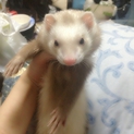 フェレット＊まよ＊