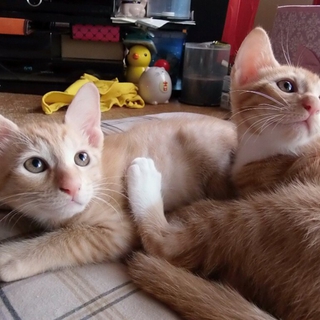 子猫ちゃんもらってください (５月17日生まれ)