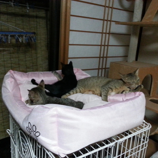 子猫の里親募集