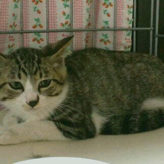 兄弟二匹飼い可能な方募集♪三ヶ月