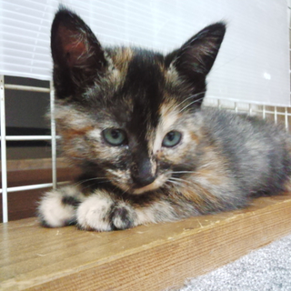 可愛いさび猫ちゃんです！