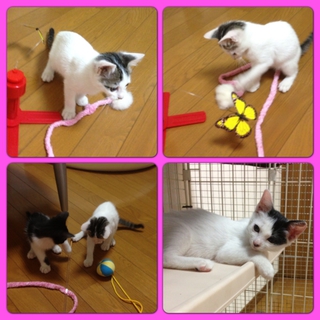 ☆子猫4匹里親募集☆