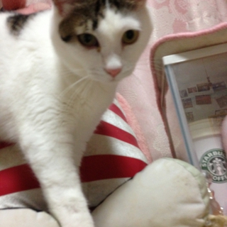里親探してます！