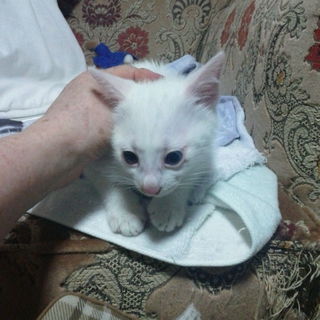 白ちゃん