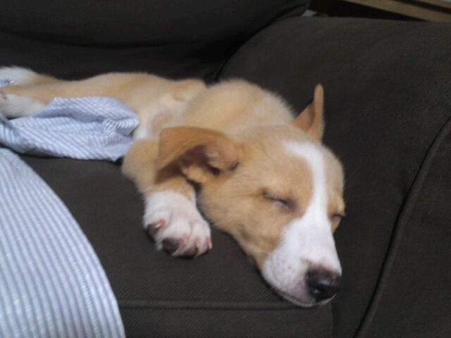 仔犬コーギーバセンジーm 東京都 犬の里親募集 ペットのおうち 月間利用者150万人