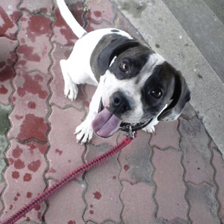 新しい飼い主が決まりました！